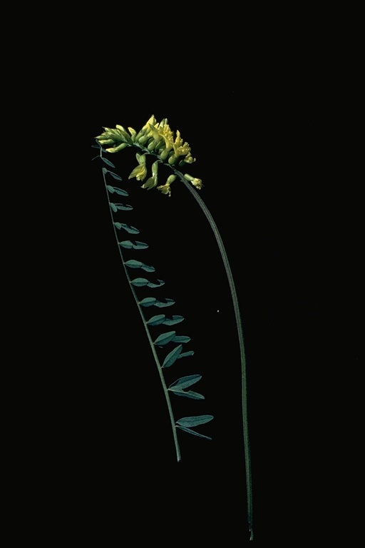 Astragalus trichopodus Astragalus trichopodus