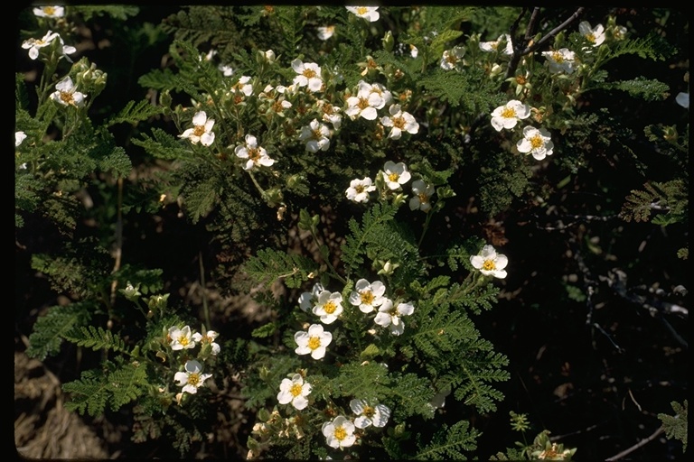 Chamaebatia foliolosa Chamaebatia foliolosa