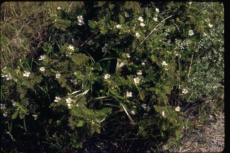 Chamaebatia foliolosa Chamaebatia foliolosa