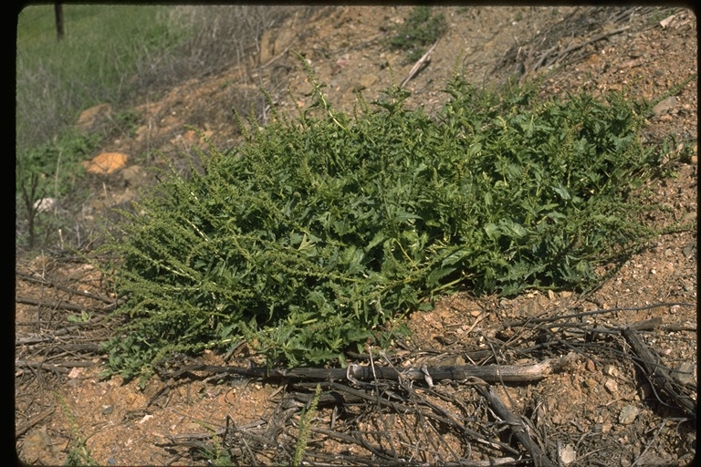 Chenopodium californicum