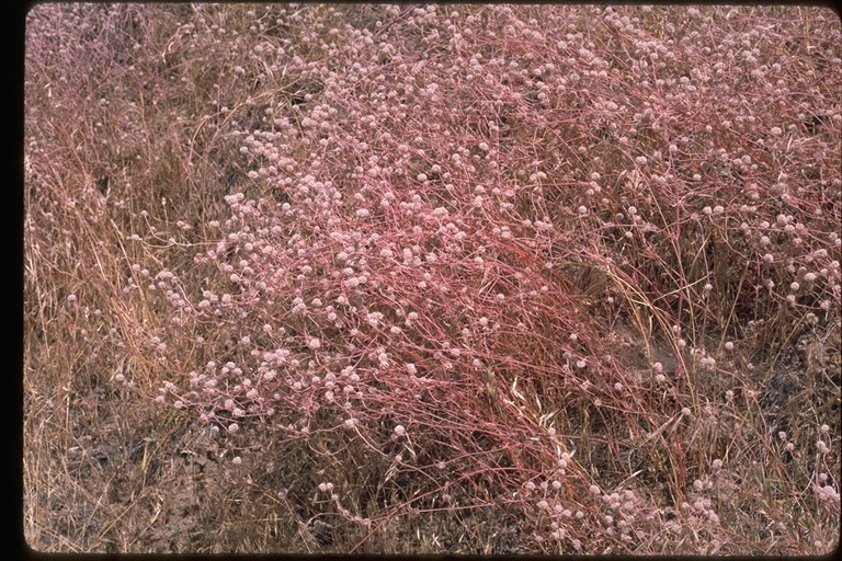 Chorizanthe membranacea Chorizanthe membranacea