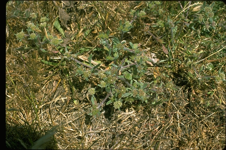 Chorizanthe cuspidata var. villosa Chorizanthe cuspidata var. villosa