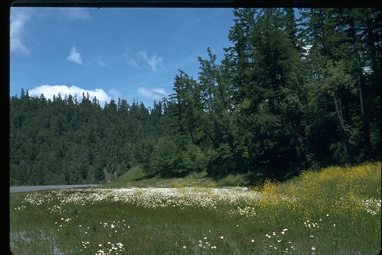 Leucanthemum vulgare