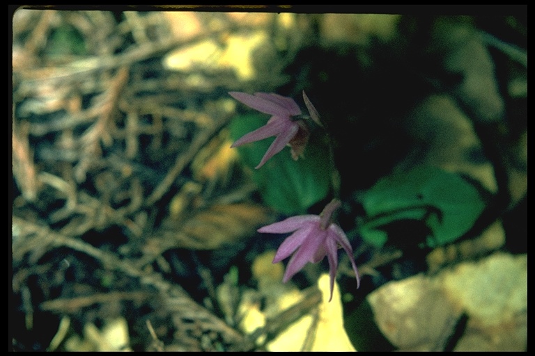 Calypso bulbosa