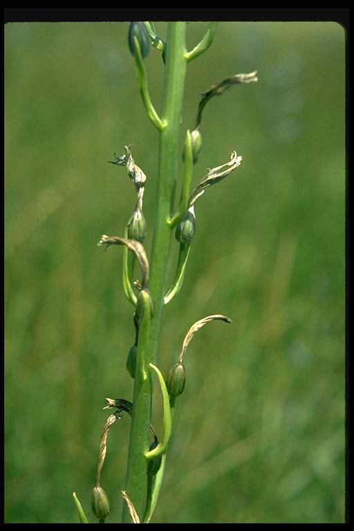 Camassia quamash ssp. quamash