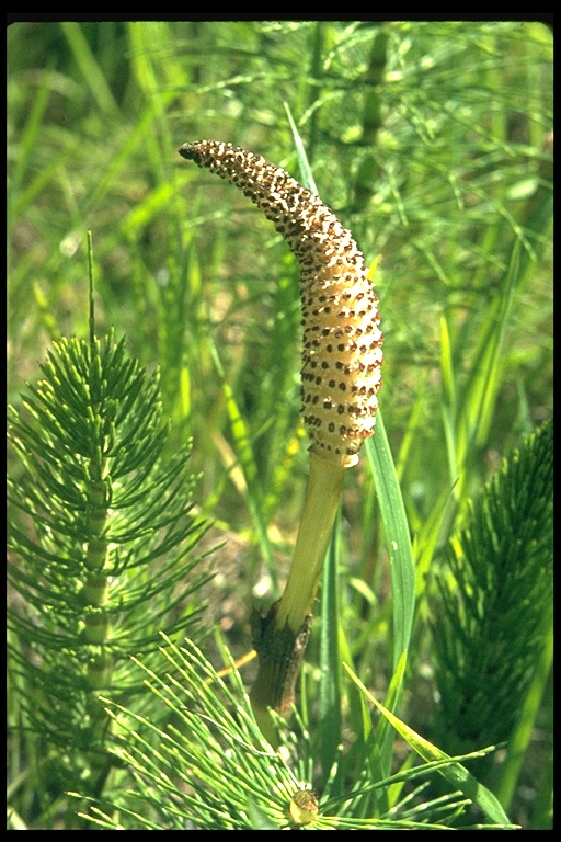 Equisetum telmateia ssp. braunii Equisetum telmateia ssp. braunii
