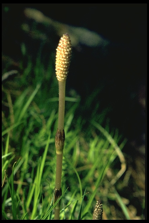 Equisetum arvense Equisetum arvense