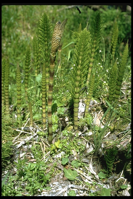 Equisetum telmateia ssp. braunii