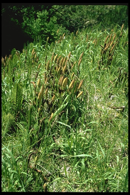 Equisetum telmateia ssp. braunii Equisetum telmateia ssp. braunii