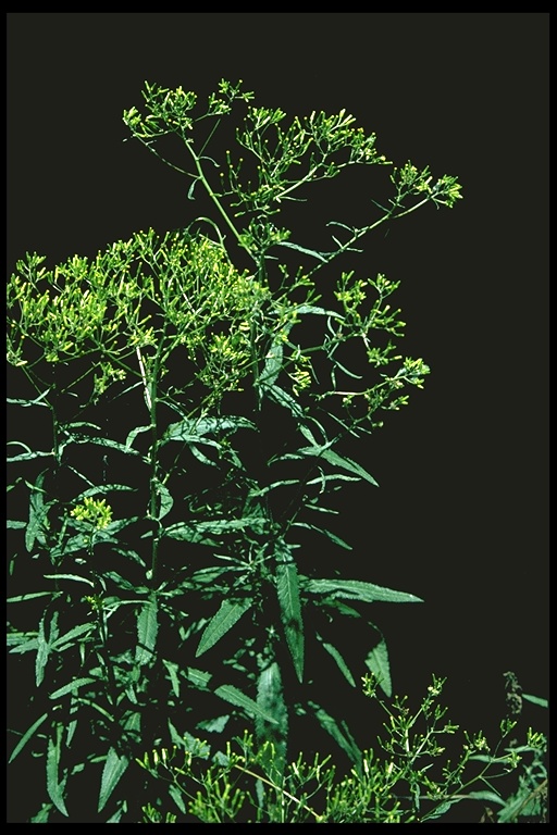 Senecio minimus