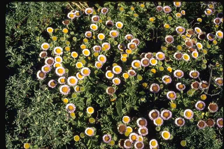 Erigeron glaucus Erigeron glaucus
