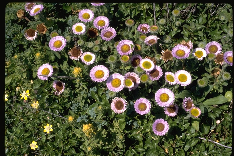 Erigeron glaucus Erigeron glaucus