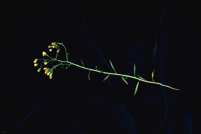 Erigeron inornatus