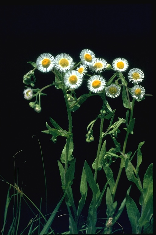 Erigeron philadelphicus