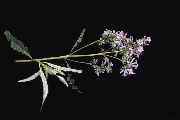 Eriodictyon californicum Eriodictyon californicum