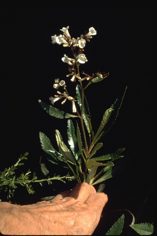 Eriodictyon californicum Eriodictyon californicum