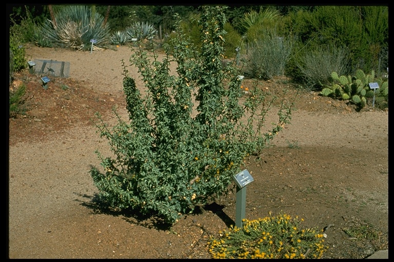 Berberis haematocarpa