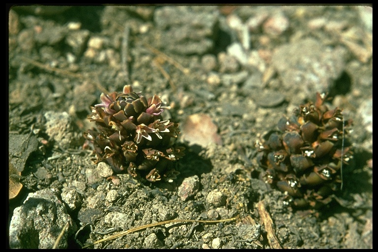 Kopsiopsis strobilacea