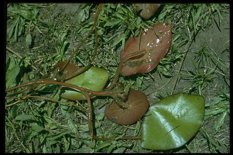 Brasenia schreberi Brasenia schreberi