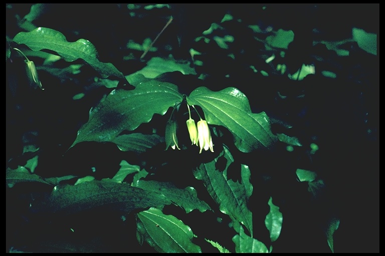 Prosartes smithii Prosartes smithii