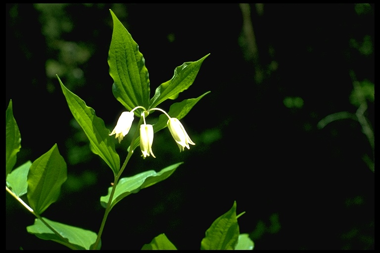 Prosartes smithii