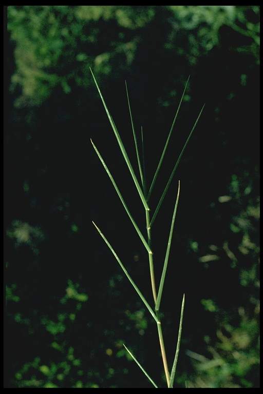 Distichlis spicata Distichlis spicata