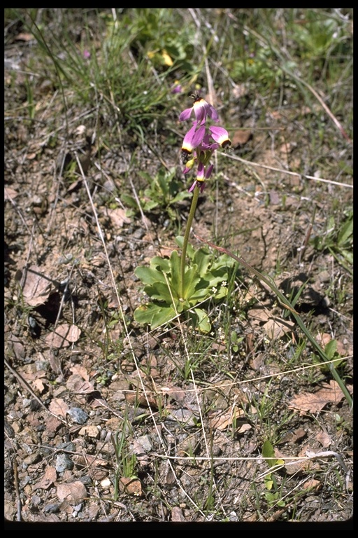 Primula clevelandii Primula clevelandii