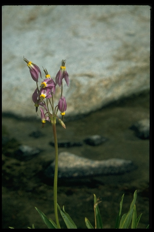 Primula jeffreyi