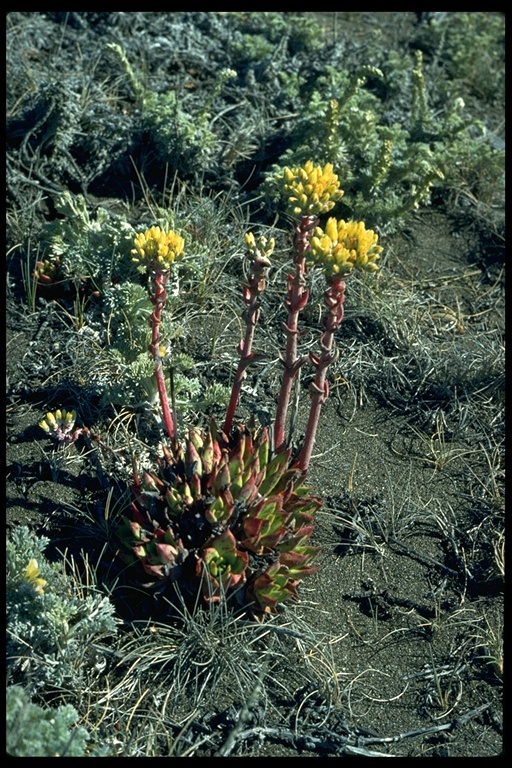 Dudleya farinosa Dudleya farinosa