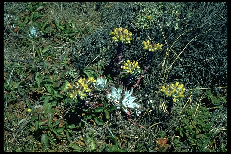 Dudleya farinosa Dudleya farinosa