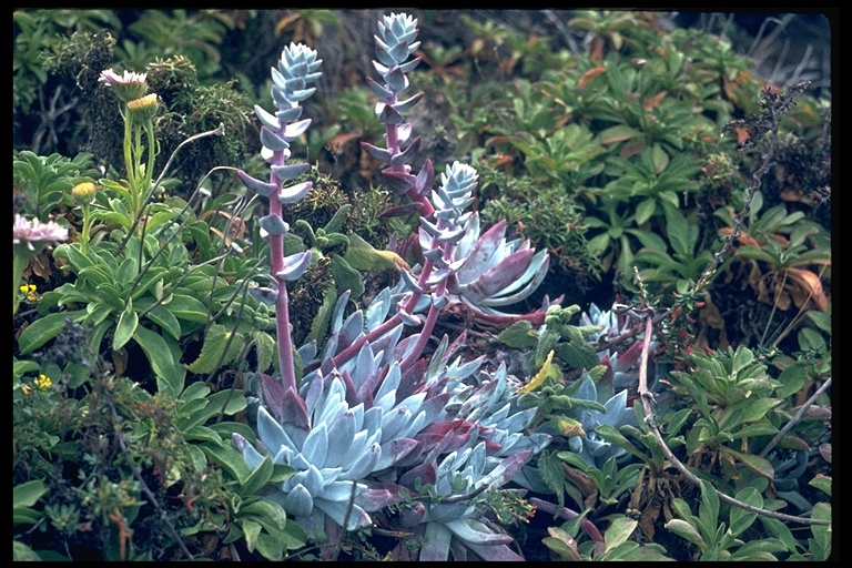 Dudleya farinosa Dudleya farinosa