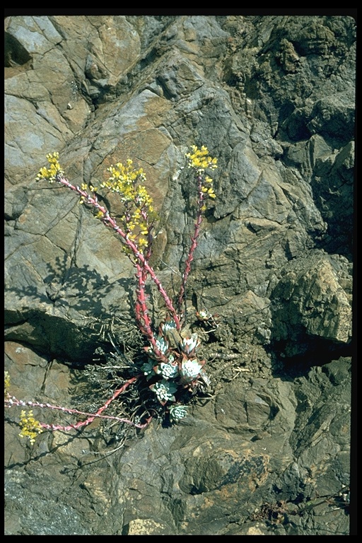 Dudleya farinosa Dudleya farinosa
