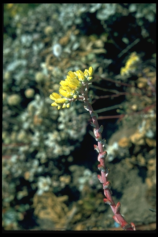 Dudleya farinosa Dudleya farinosa