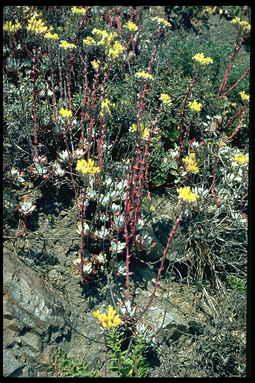 Dudleya farinosa