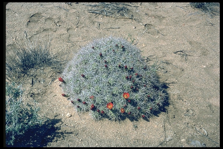 Echinocereus mojavensis