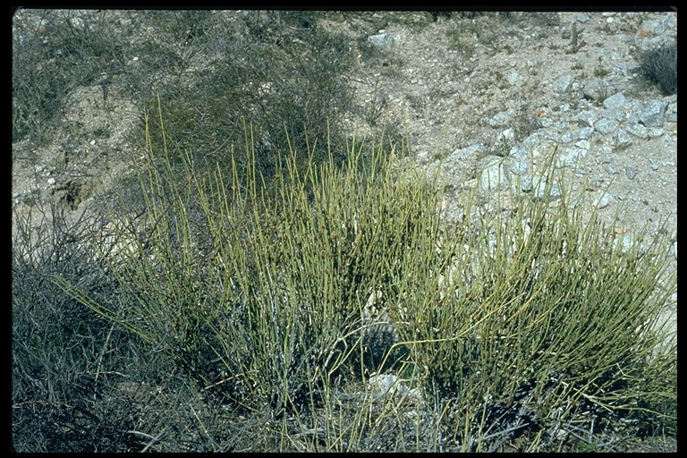 Ephedra californica