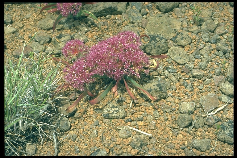 Allium platycaule Allium platycaule