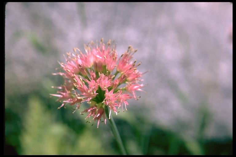 Allium validum Allium validum