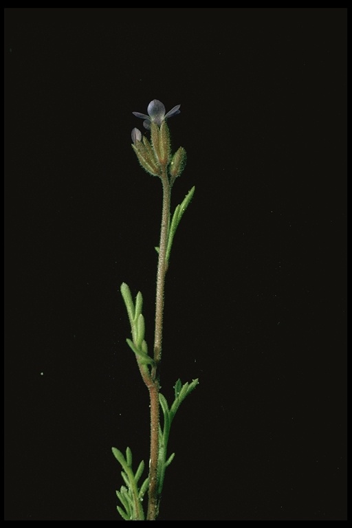 Allophyllum gilioides