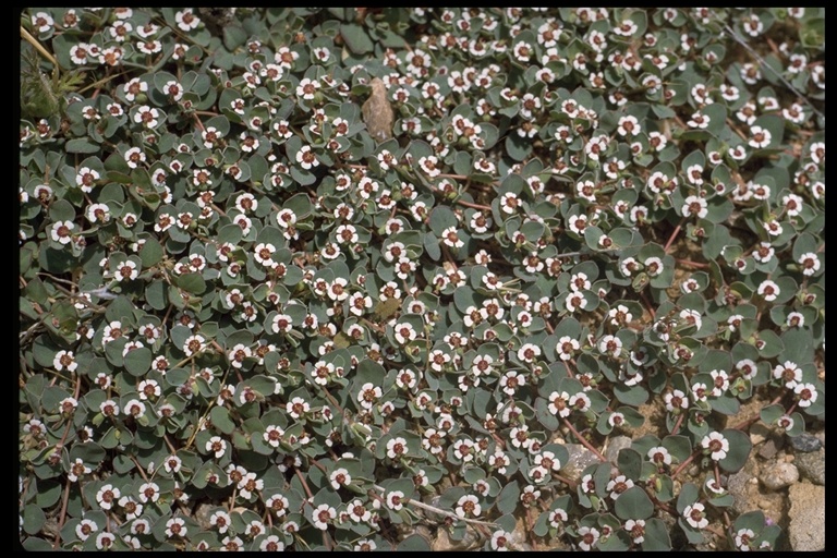 Euphorbia albomarginata