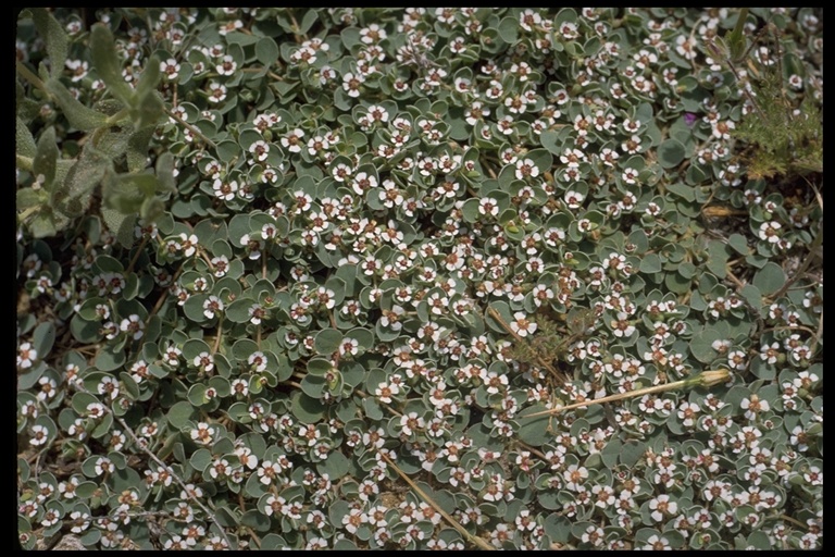 Euphorbia albomarginata Euphorbia albomarginata
