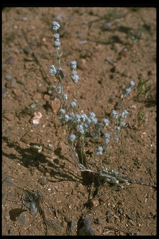 Micropus californicus var. californicus