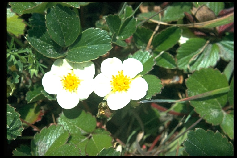 Fragaria chiloensis Fragaria chiloensis
