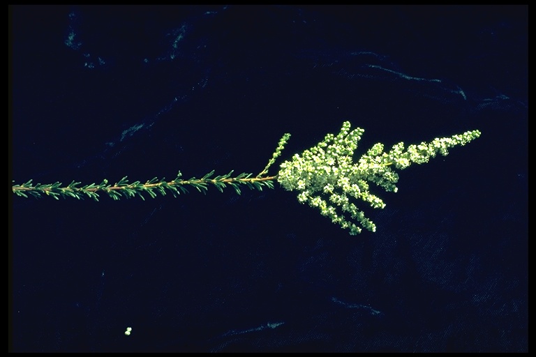 Adenostoma fasciculatum Adenostoma fasciculatum
