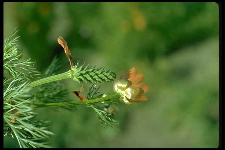 Adonis aestivalis