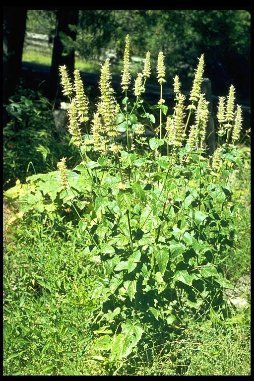 Agastache urticifolia Agastache urticifolia