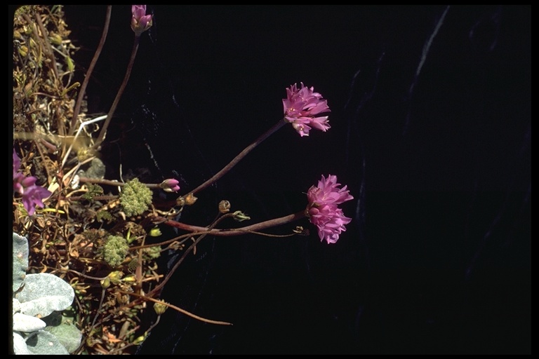 Allium dichlamydeum Allium dichlamydeum