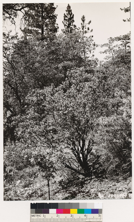 Amorpha californica