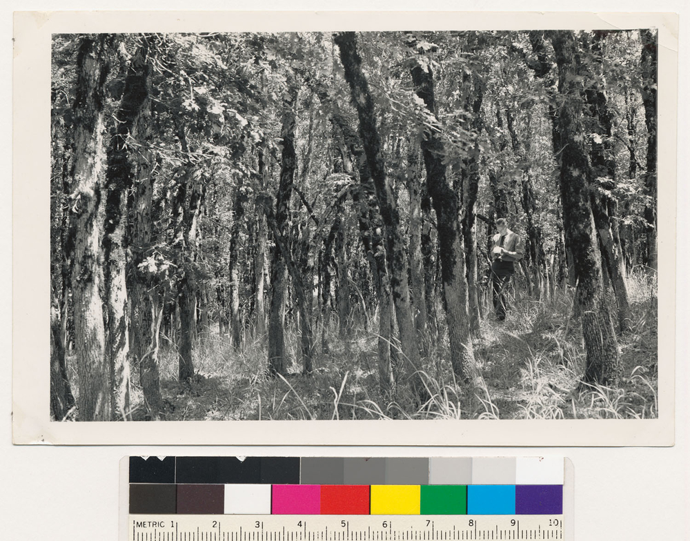 Quercus garryana Quercus garryana