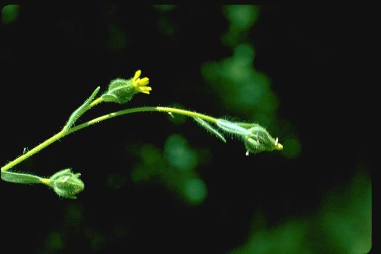 Madia sp. Madia sp.
